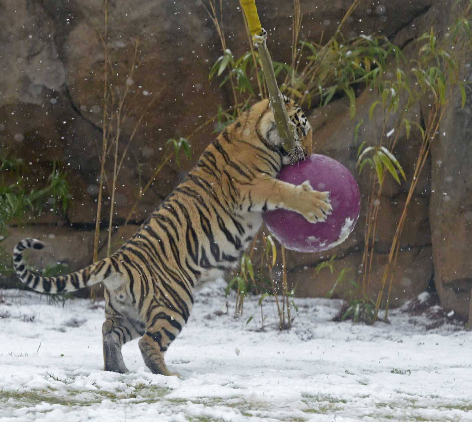 BR.snow.120917 HS 584.jpg